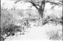 Oukwane seated, playing a bow under a tree, distant view