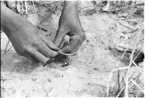 Close-up of a person's hands placing noose for snare