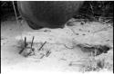 Close-up of a snare for guinea fowl, showing sticks stuck in ground and bait of berries on a stick in the center