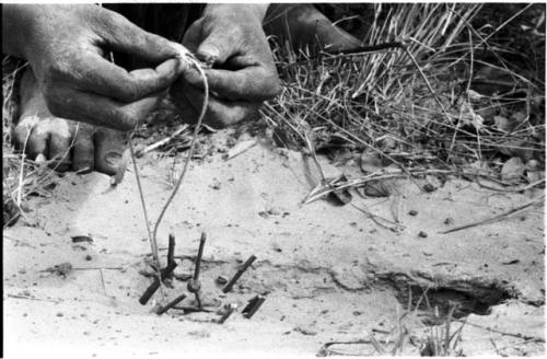 Close-up of a snare for guinea fowl, showing sticks stuck in ground and bait of berries on a stick in the center