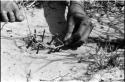 Person's hands placing noose around stick to set up a snare