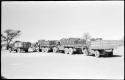 Expedition trucks lined up, with a wildebeest tail on the back of the GMC