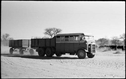 Government transportation truck, with cattle in background