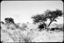 Group of people sitting under a tree, with a cloud in the sky (copy of slide 2001.29.4364)