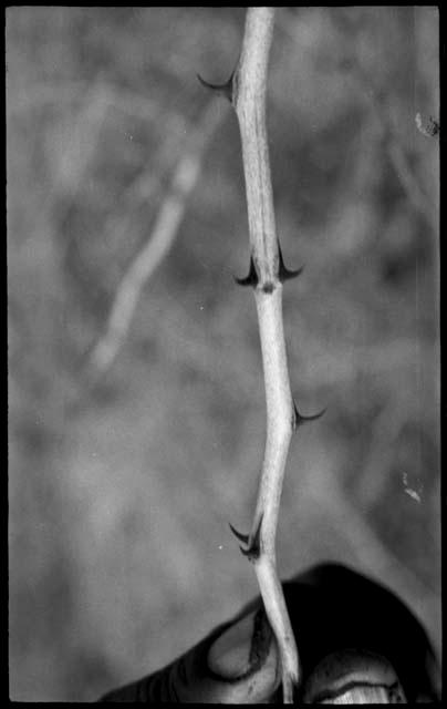 Plant specimen with thorns