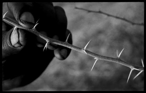 Plant specimen with thorns