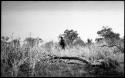 Person standing in grass, distant view