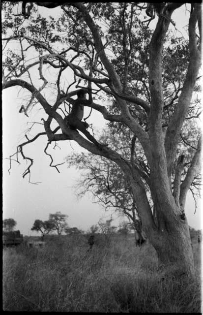 "Old Gau" in a tree chopping a tree limb