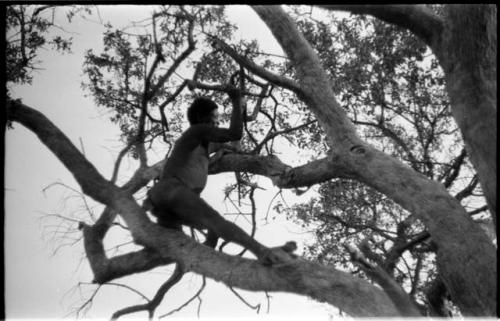 "Old Gau" in a tree chopping a tree limb