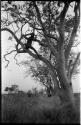 "Old Gau" in a tree chopping a tree limb