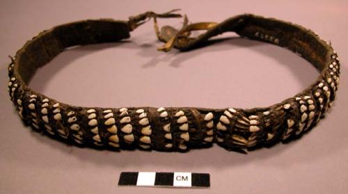 Woman's belt, caribou teeth