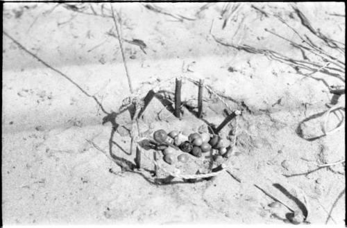 Snare showing noose in place, with berries in the center for bait