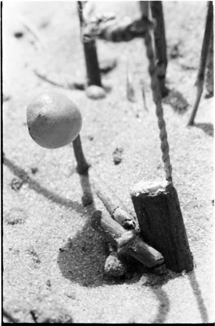 Snare with bait attached to noose, close-up