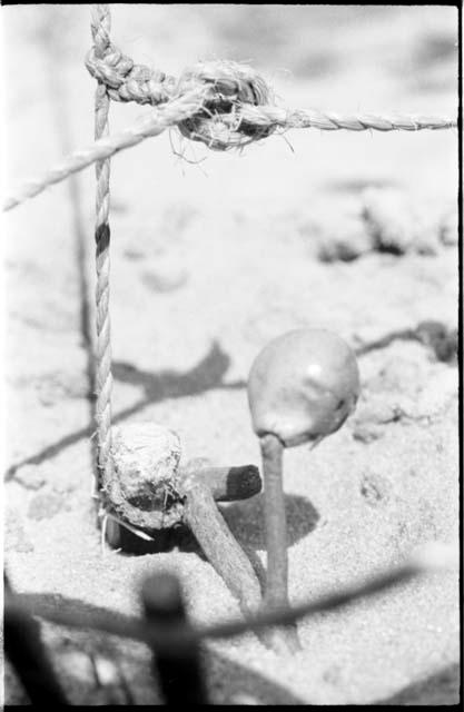 Snare showing how bait is attached to noose and how it will release noose, close-up