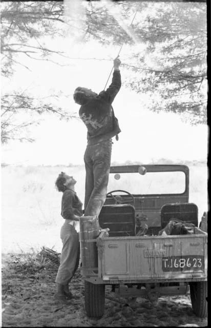 John Marshall standing in a Jeep to hang something in tree, with Elizabeth Marshall Thomas watching