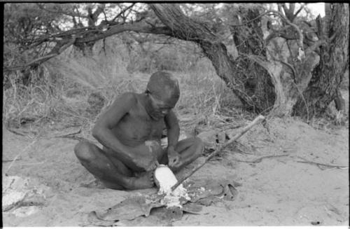 Oukwane scraping a water root, seated