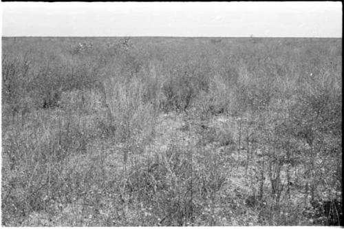 Landscape of the veld, with grass and small shrubs