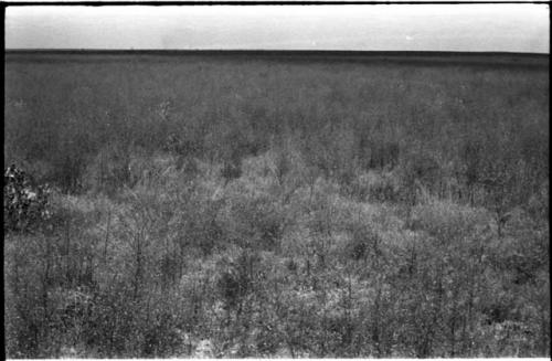 Landscape of the veld, with grass and small shrubs