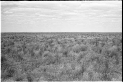 Landscape of the veld