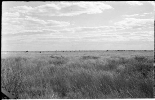 Landscape of the veld