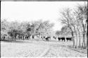 Cattle at Theunis Berger's farm