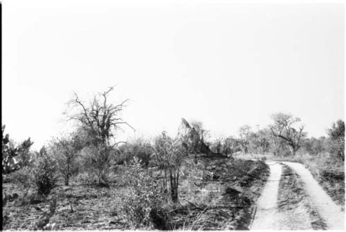 Road and an ant hill