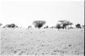 Landscape of the savannah with trees