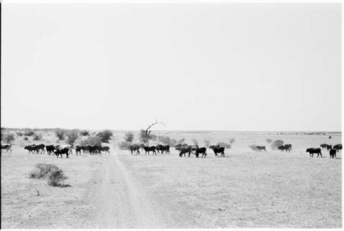 Cattle crossing road on the way towards Lake Ngami