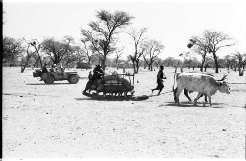 People pulling sleds with oxen