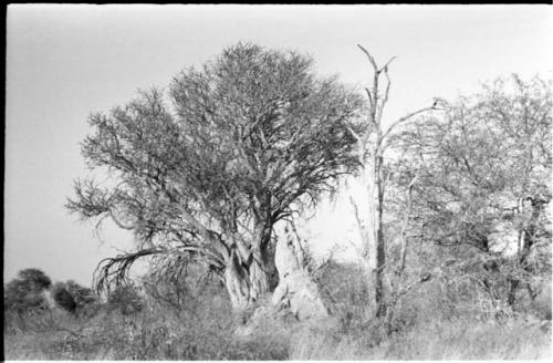 Trees and an ant hill