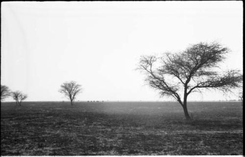 Burned-over area, with ostriches from a distance