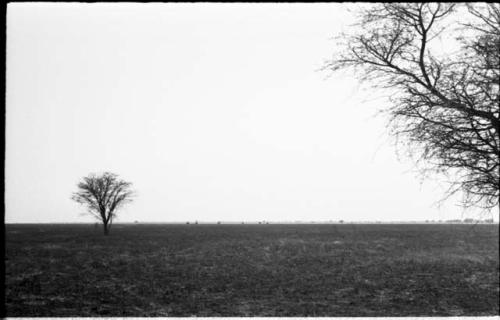 Burned-over area, with ostriches from a distance