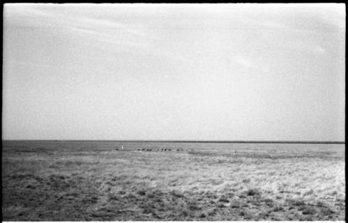 Distant view a herd of animals in a flat grassy plain