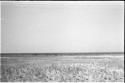 Distant view a herd of animals in a flat grassy plain