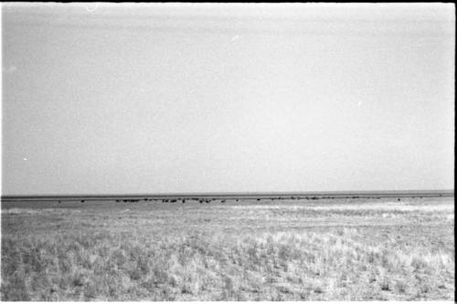 Distant view a herd of animals in a flat grassy plain