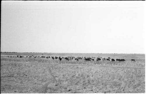 Herd of cattle from a distance