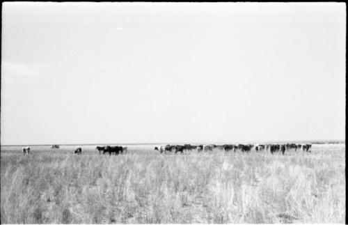 Herd of cattle from a distance