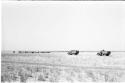 Herd of cattle and two trucks, from a distance