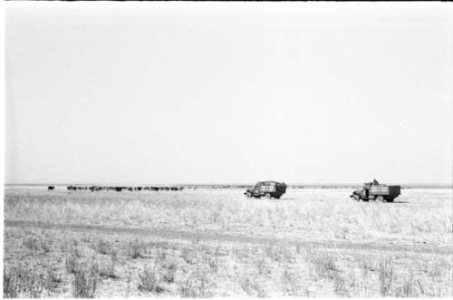 Herd of cattle and two trucks, from a distance