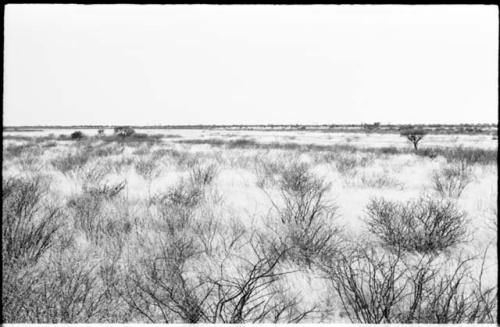 Landscape with brush and grass