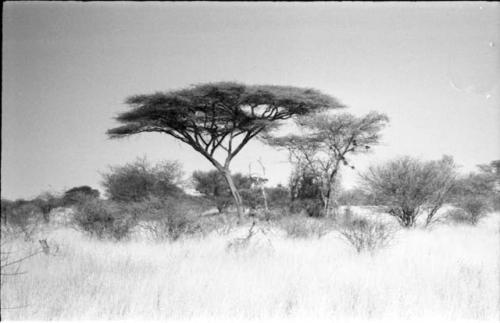 Trees on the way to Tsau