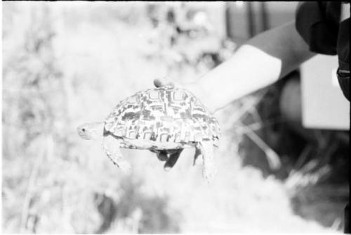 Turtle held in a person's hand