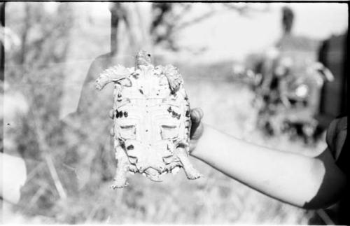 Bottom view of a turtle, held in a person's hand