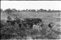 Cattle in grass, with herders behind