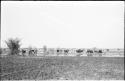 Herd of cattle on wet ground of Lake Ngami