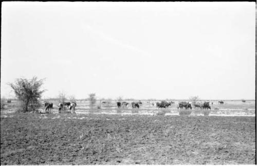 Herd of cattle on wet ground of Lake Ngami