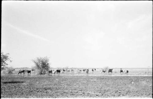 Herd of cattle on wet ground of Lake Ngami