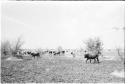 Herd of cattle on wet ground of Lake Ngami