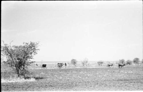 Herd of cattle on wet ground of Lake Ngami