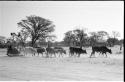 Sled dragged by eight oxen at Sehitwe